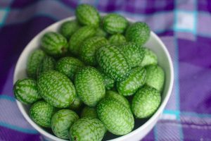 NAJMNIEJSZY ARBUZ NA ŚWIECIE - MELOTHRIA SCABRA - CUCAMELON