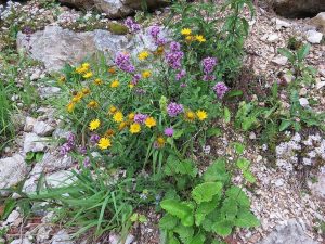 DZIKI MAJERANEK - ORIGANUM VULGARE - OREGANO