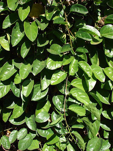 MĘCZENNICA OLBRZYMIA - PASSIFLORA QUADRANGULARIS - CO ZA OKAZ!!! - obrazek 3