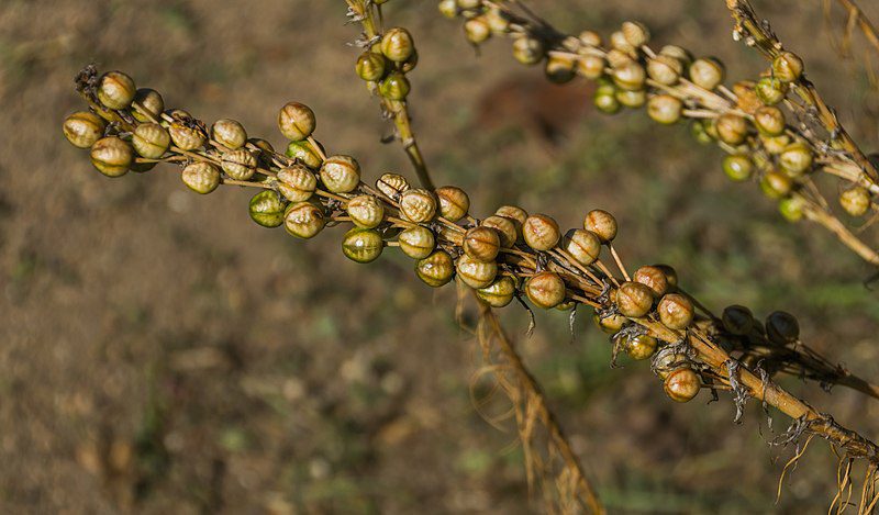 ZŁOTNICA ŻÓŁTA- ASPHODELINE LUTEA - obrazek 5