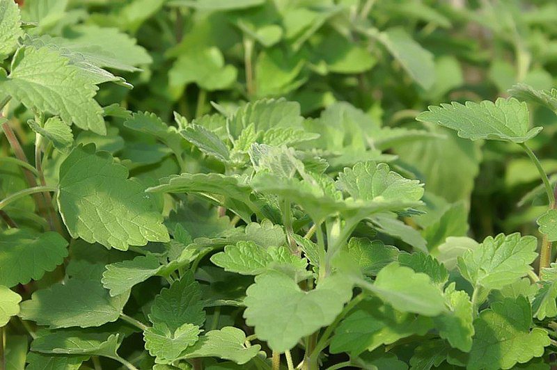 KOCIMIĘTKA CYTRYNOWA - NEPETA CATARIA LEMON - obrazek 5