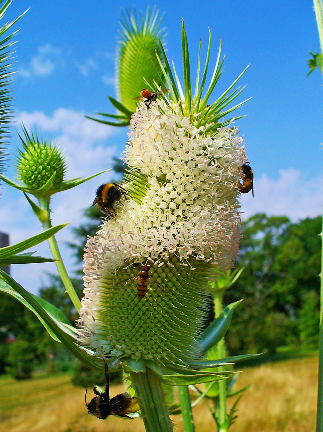 SZCZEĆ BARWIERSKA - DIPSACUS SATIVUS