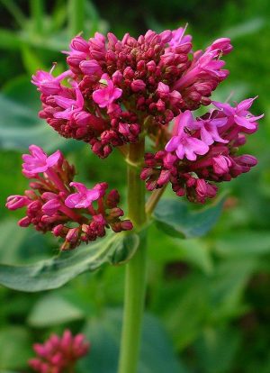 OSTROGOWIEC BIAŁY I RÓŻOWY MIX KOLORÓW- CENTRANTHUS RUBER