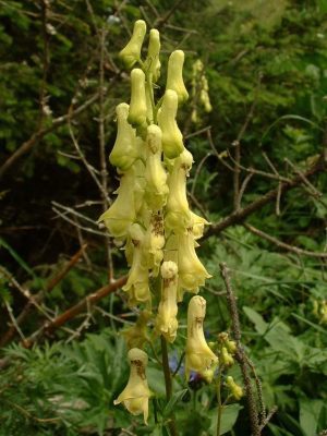 TOJAD ŻÓŁTY LISI - ODSTRASZACZ KRETÓW I NORNIC - ACONITUM LYCOCTONUM