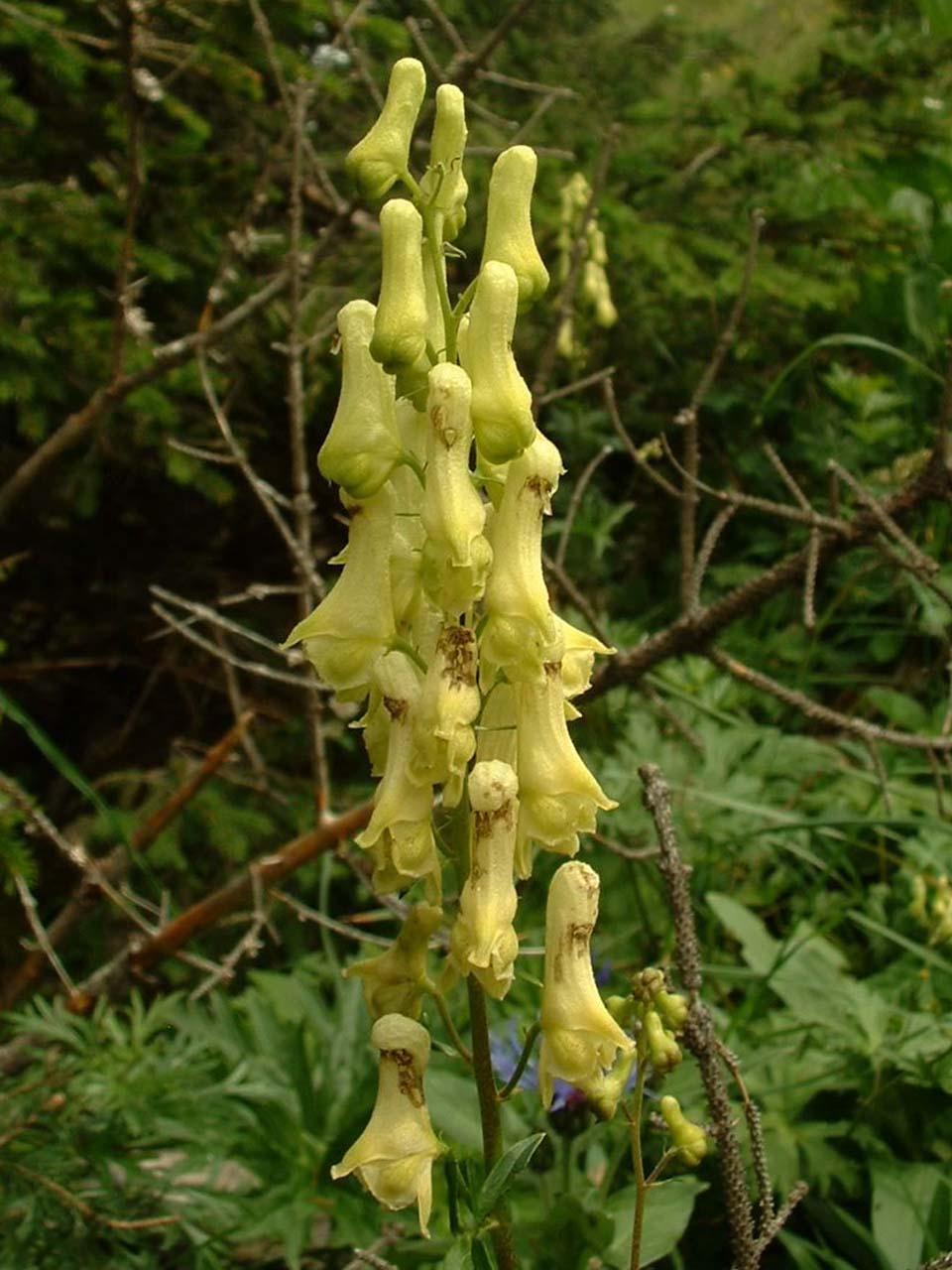 TOJAD ŻÓŁTY LISI - ODSTRASZACZ KRETÓW I NORNIC - ACONITUM LYCOCTONUM