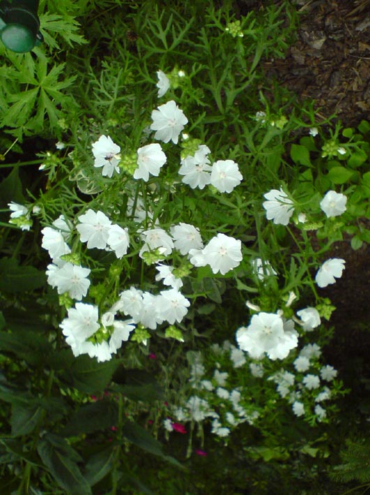 ŚLAZ PIŻMOWY BIAŁY- MALVA MOSCHATA - obrazek 3