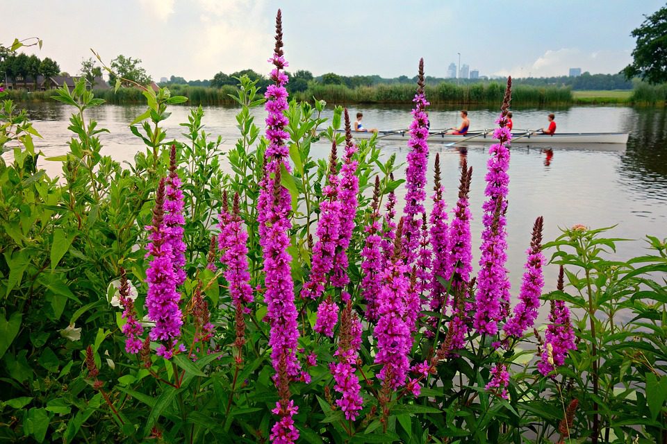 MIODODAJNA I LECZNICZA KRWAWNICA POSPOLITA - LYTHRUM SALICARIA - obrazek 4