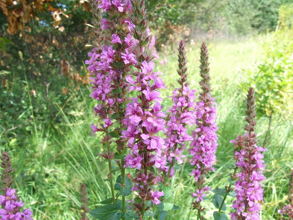 MIODODAJNA I LECZNICZA KRWAWNICA POSPOLITA - LYTHRUM SALICARIA - obrazek 3