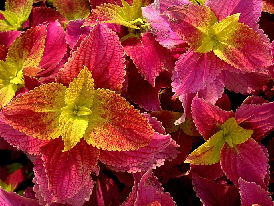 KOLEUS - POKRZYWKA BRAZYLIJSKA - MIX KOLORÓW - COLEUS - obrazek 4