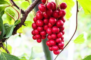 PNĄCZE WU WEI ZI - OWOCE O PIĘCIU SMAKACH - CYTRYNIEC - SCHISANDRA CHINENSIS