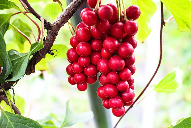 CYTRYNIEC CHIŃSKI- SCHISANDRA CHINENSIS- JAGODY ŻYCIA - BOGACTWO WITAMIN - obrazek 3