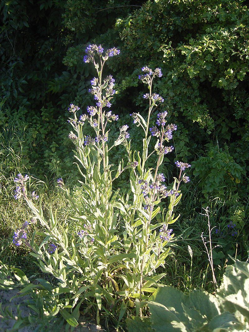 FARBOWNIK- MIODODAJNY I LECZNICZY- ANCHUSA OFFICINALIS - obrazek 3