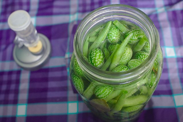 NAJMNIEJSZY ARBUZ NA ŚWIECIE - MELOTHRIA SCABRA - CUCAMELON - obrazek 3