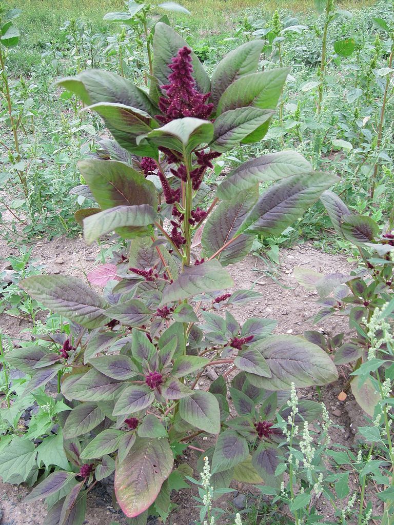 SZARŁAT WYNIOSŁY-CHIŃSKI SZPINAK - AMARANTHUS RED LEAF - obrazek 2