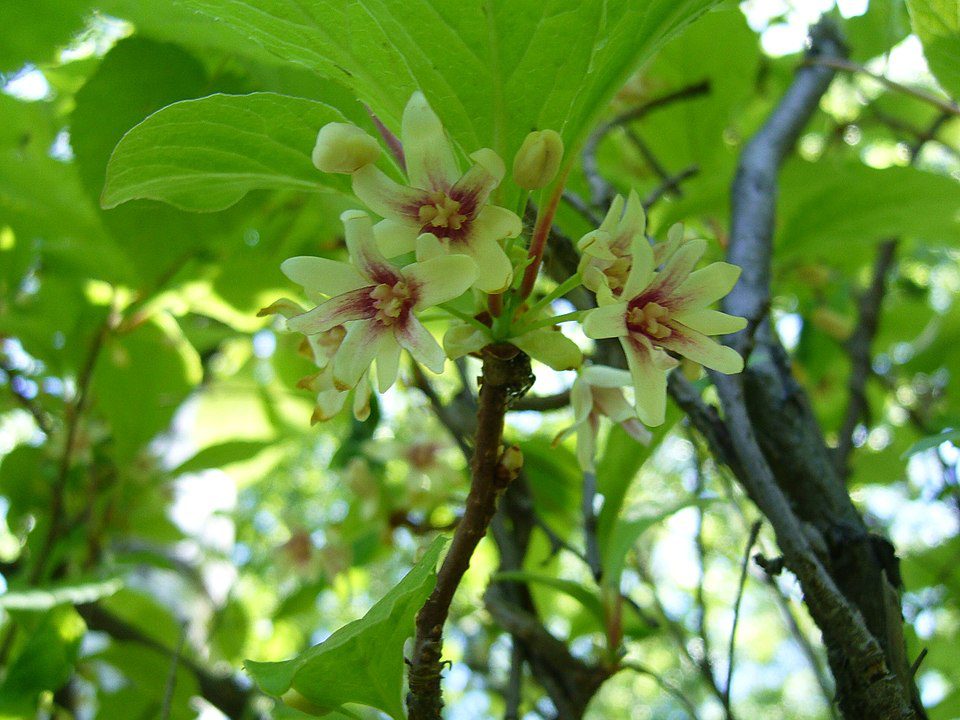 CYTRYNIEC CHIŃSKI- SCHISANDRA CHINENSIS- JAGODY ŻYCIA - BOGACTWO WITAMIN - obrazek 2