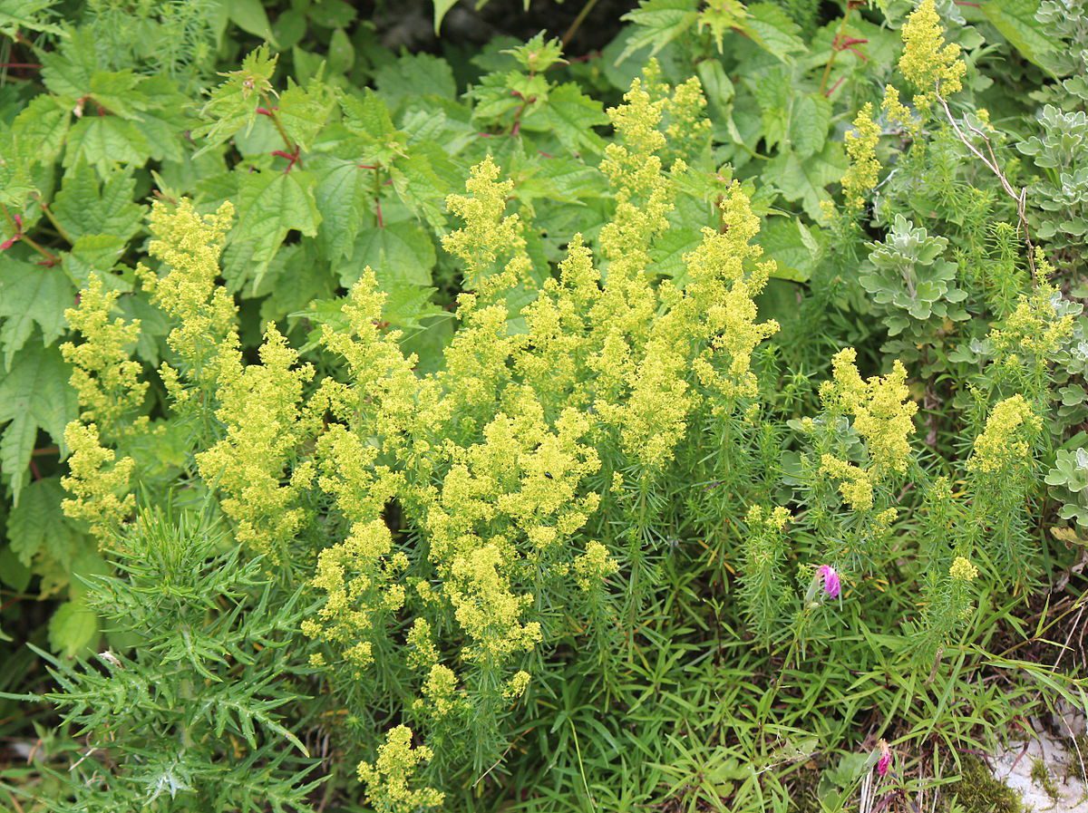 PRZYTULIA WŁAŚCIWA ŻÓŁTA - GALIUM VERUM - obrazek 2