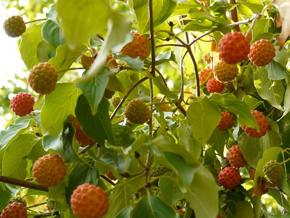 DEREŃ KOUSA - CORNUS KOUSA