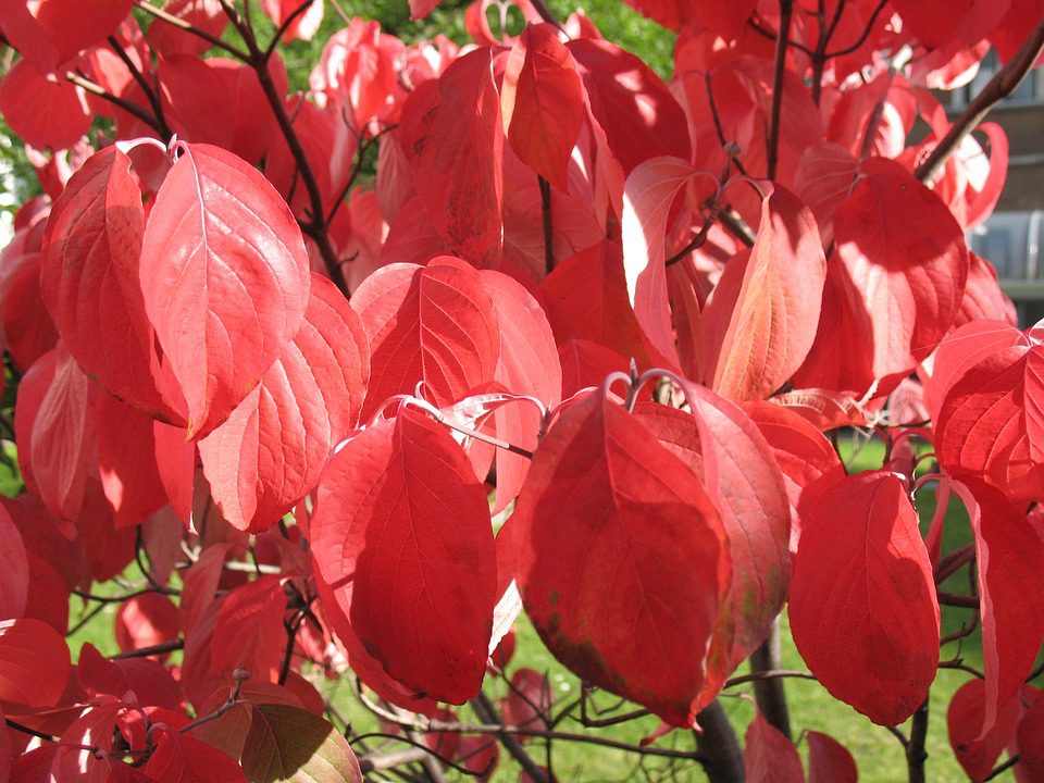 DEREŃ KOUSA - CORNUS KOUSA - obrazek 3