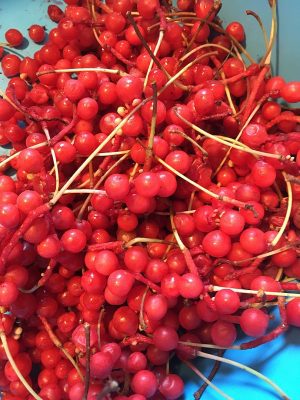 CYTRYNIEC CHIŃSKI- SCHISANDRA CHINENSIS- JAGODY ŻYCIA - BOGACTWO WITAMIN