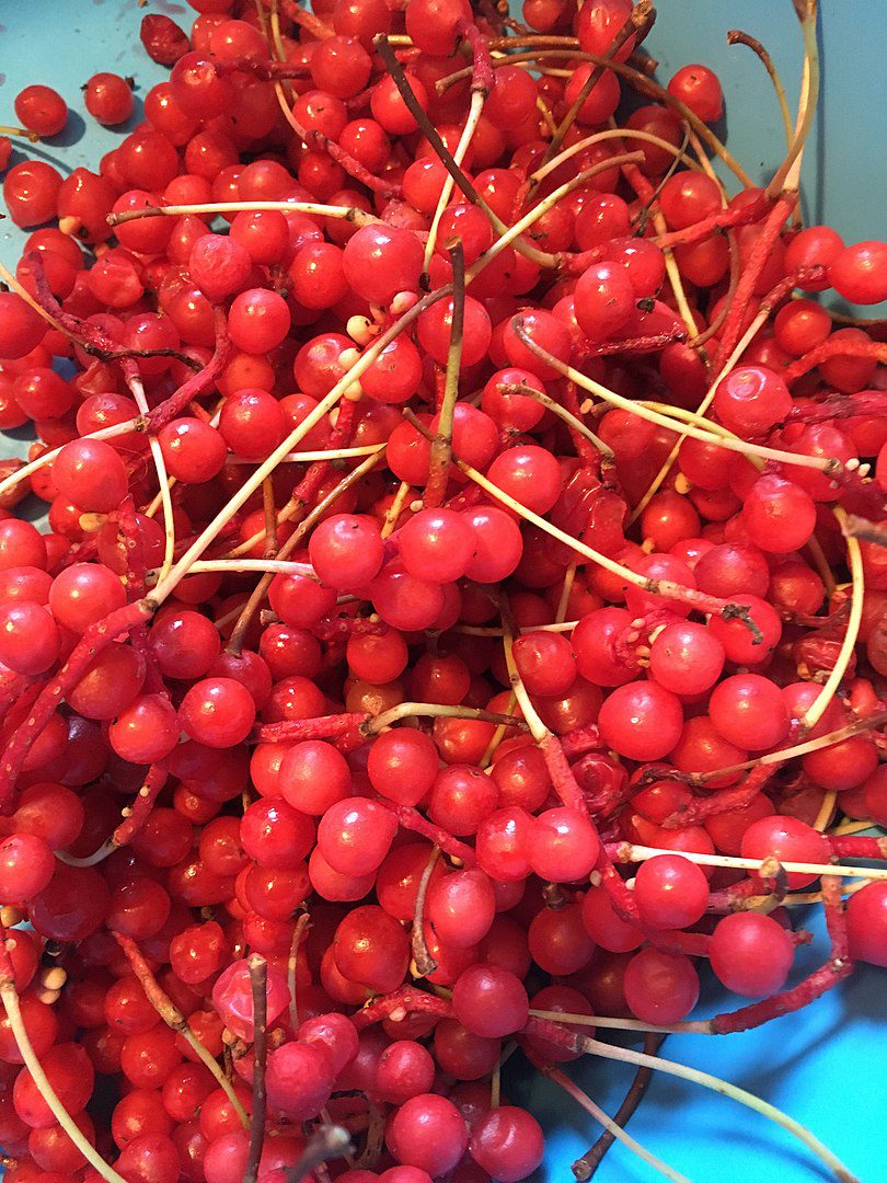 CYTRYNIEC CHIŃSKI- SCHISANDRA CHINENSIS- JAGODY ŻYCIA - BOGACTWO WITAMIN