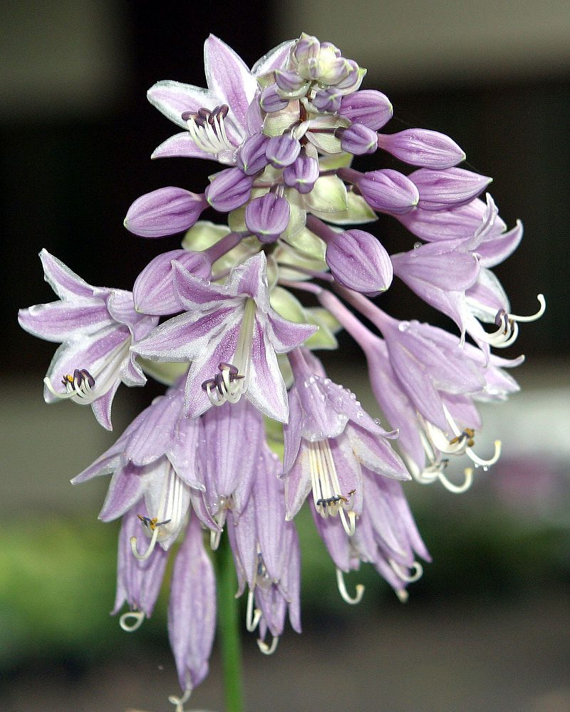FUNKIE- KLEJNOTY CIENISTYCH RABAT - HOSTA - obrazek 3