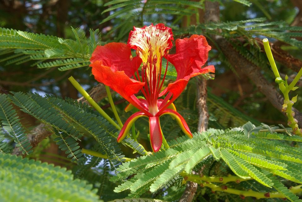 DELONIX REGIA - WIANOWŁOSTKA KRÓLEWSKA - obrazek 2