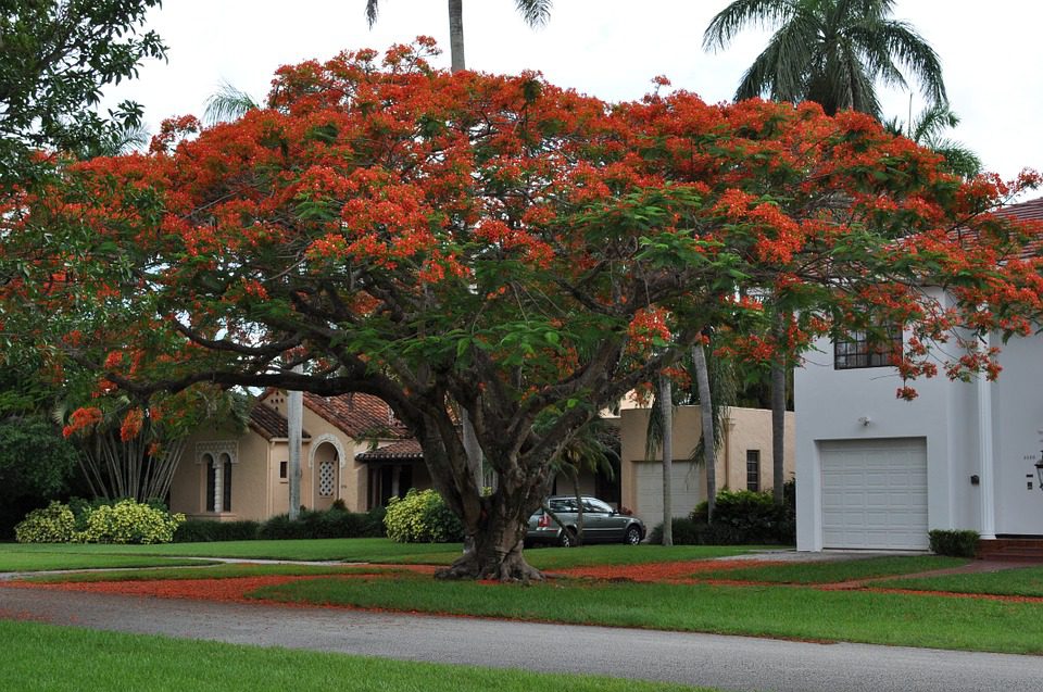DELONIX REGIA - WIANOWŁOSTKA KRÓLEWSKA - obrazek 3