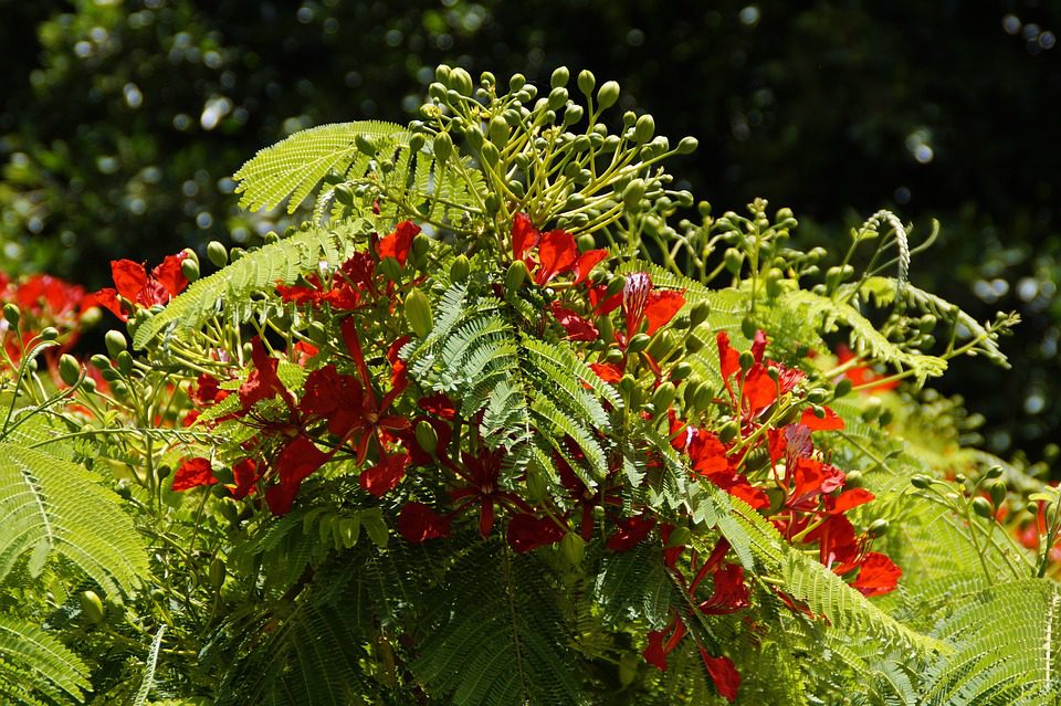 DELONIX REGIA - WIANOWŁOSTKA KRÓLEWSKA - obrazek 4