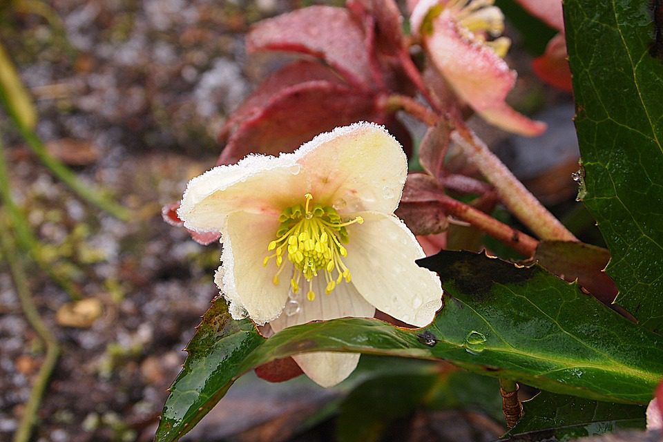 CIEMIERNIK WSCHODNI - HELLEBORUS ORIENTALIS - obrazek 2