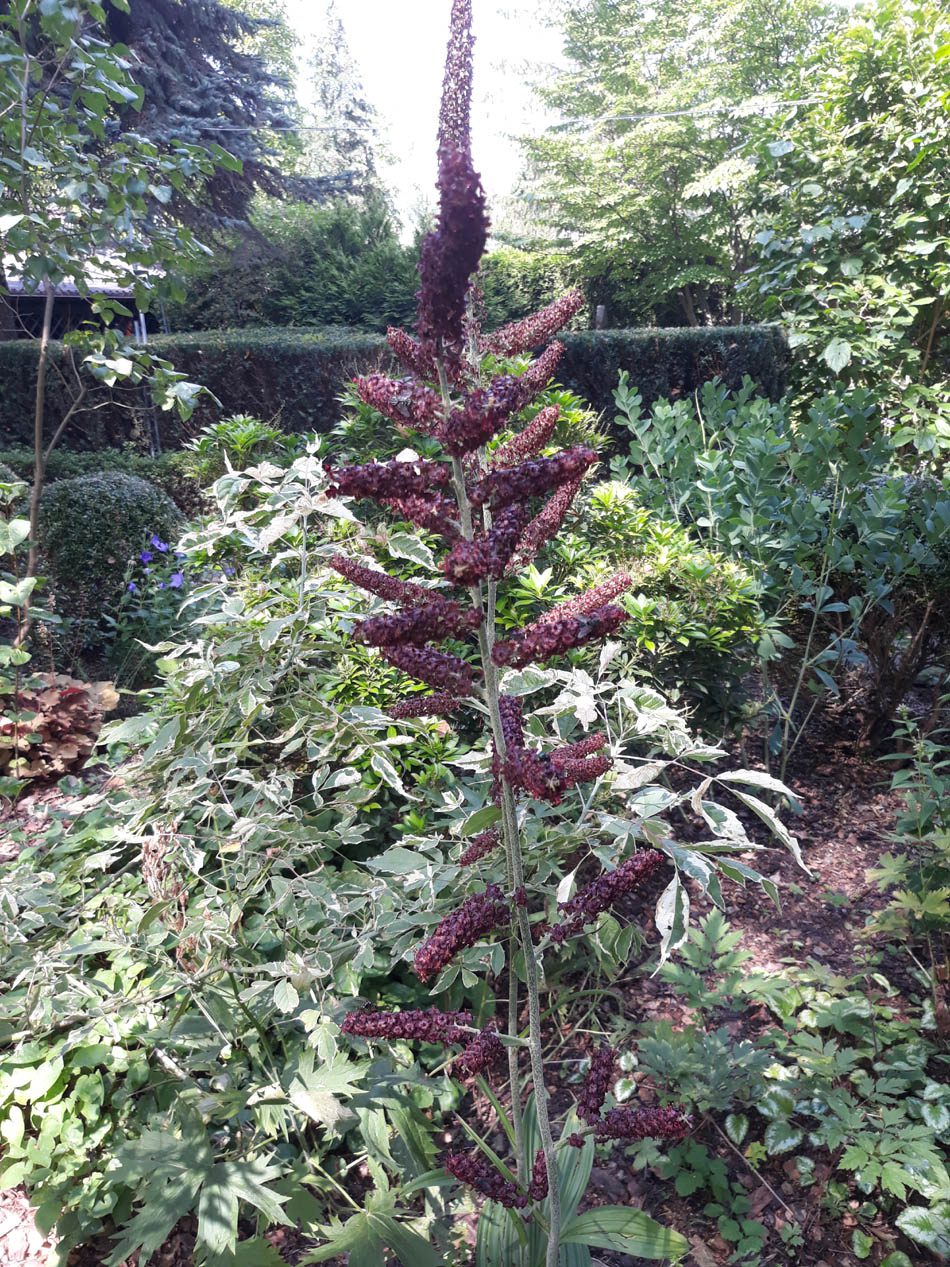 CIEMIĘŻYCA CZARNA - VERATRUM NIGRUM