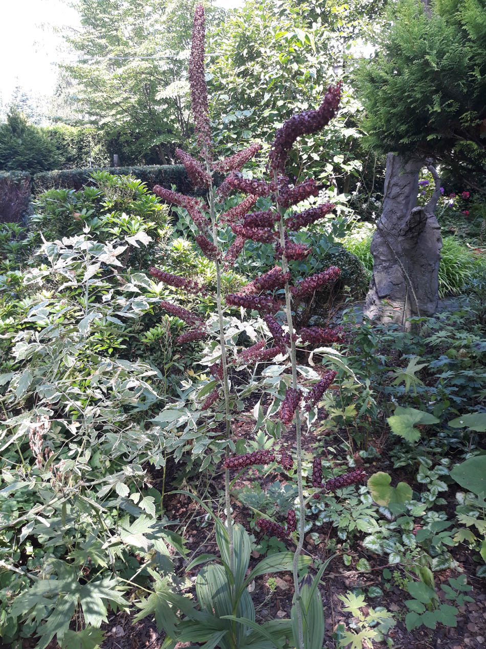 CIEMIĘŻYCA CZARNA - VERATRUM NIGRUM - obrazek 3