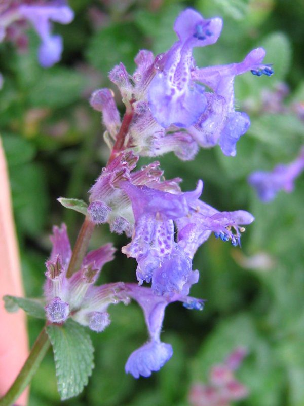 KOCIMIĘTKA MUSSINII- NEPETA - CENNA ROŚLINA MIODODAJNA - obrazek 2