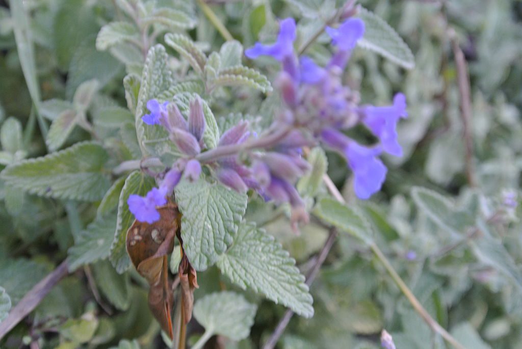 KOCIMIĘTKA MUSSINII- NEPETA - CENNA ROŚLINA MIODODAJNA - obrazek 3