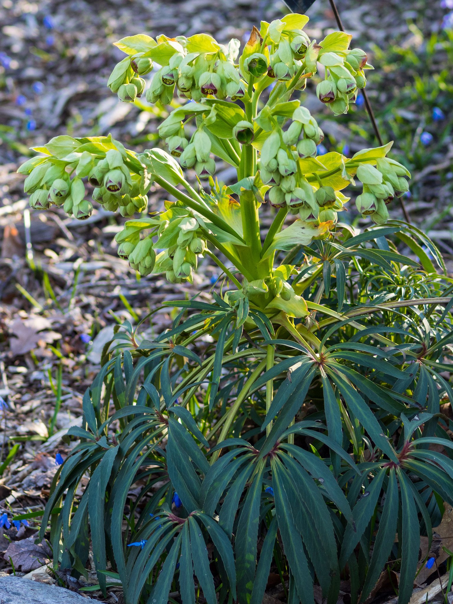 CIEMIERNIK PALMOWY - HELLEBORUS FOETIDUS - obrazek 2