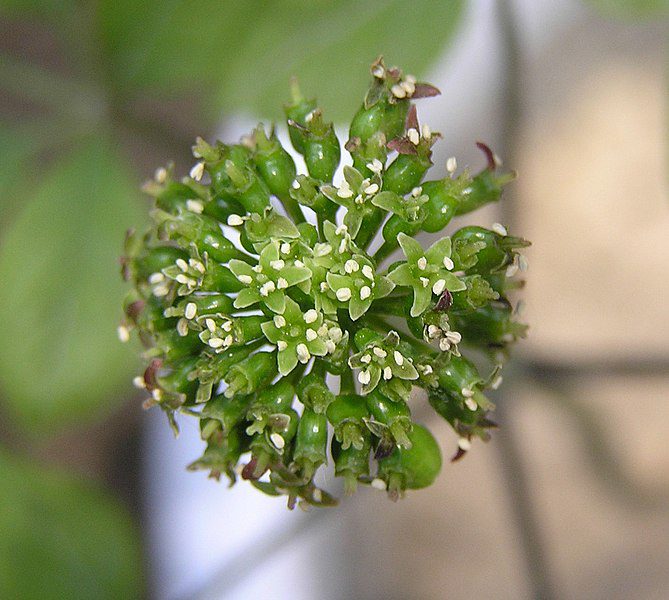 WALKA ZE STRESEM - ŻEŃSZEŃ CHIŃSKI- PANAX GINSENG - obrazek 3