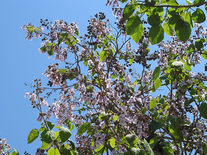 PAULOWNIA - CESARSKIE DRZEWKO SZCZĘŚCIA - obrazek 3