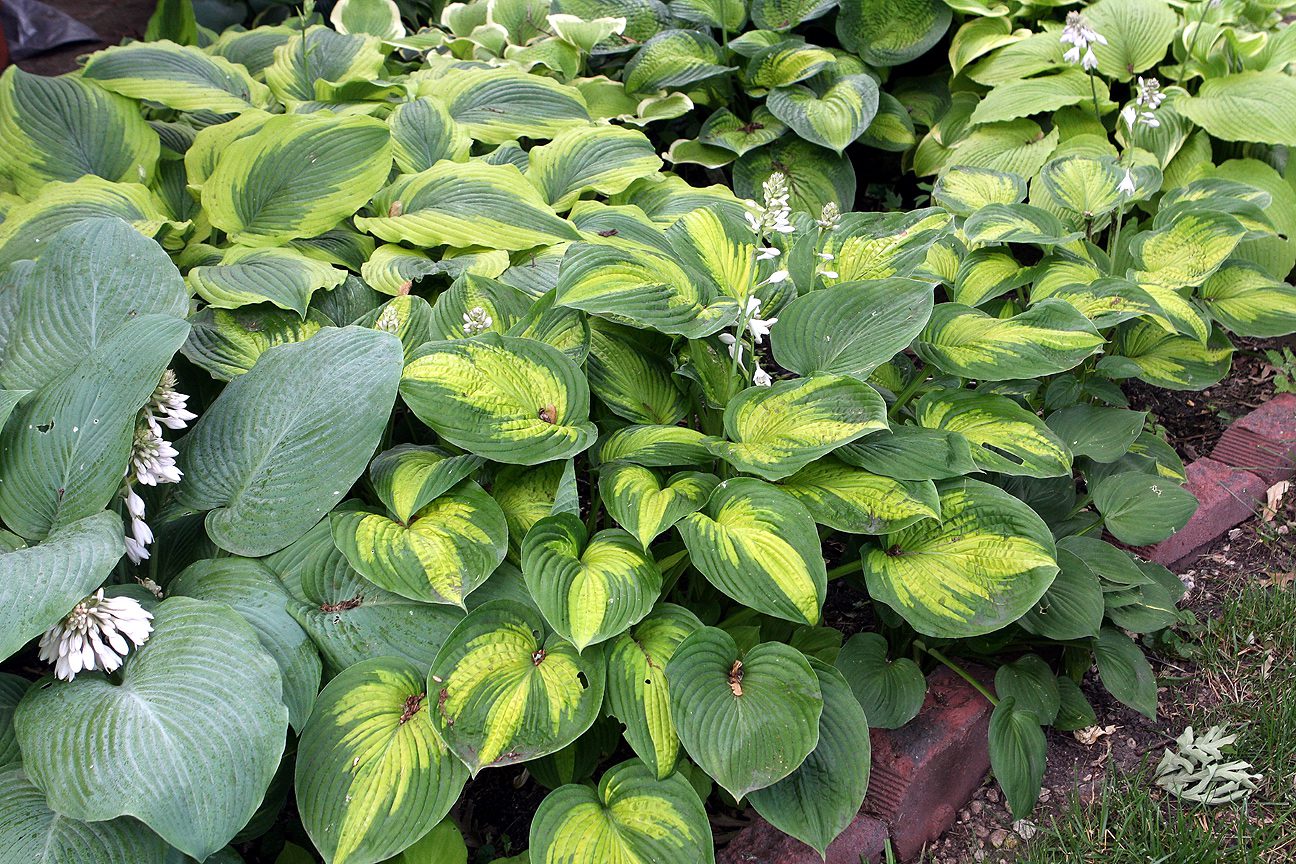 FUNKIE- KLEJNOTY CIENISTYCH RABAT - HOSTA - obrazek 4