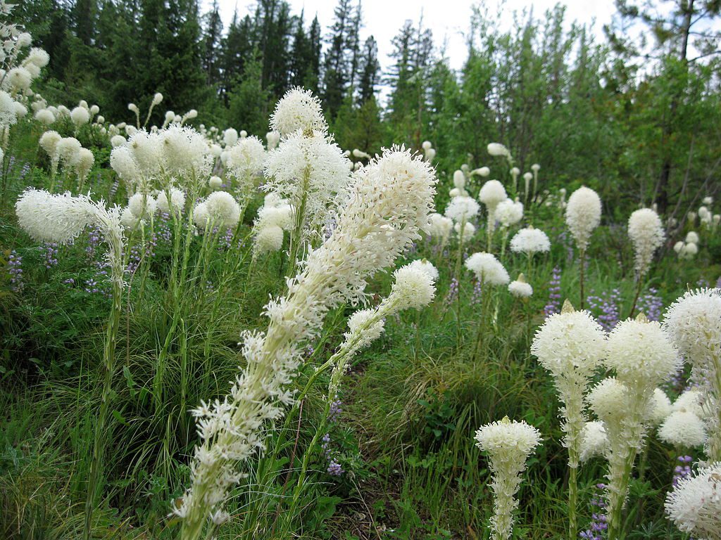 TRAWA MYDLANA - INDIAŃSKIE CUDO -XEROPHYLLUM - obrazek 2