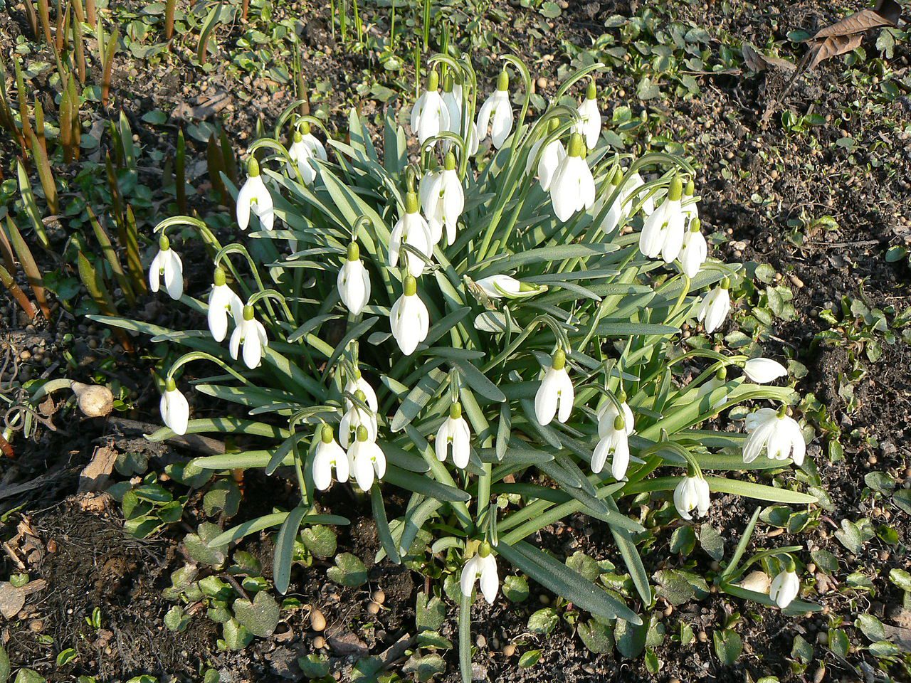 ŚNIEŻYCZKA PRZEBIŚNIEG - GALANTHUS NIVALIS - obrazek 2