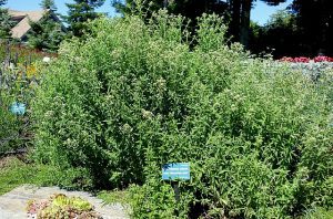 MIĘTA GÓRSKA - PYCNANTHEMUM PILOSUM