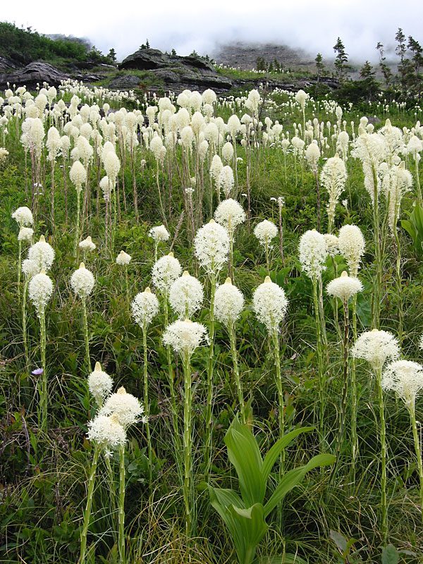 TRAWA MYDLANA - INDIAŃSKIE CUDO -XEROPHYLLUM - obrazek 3