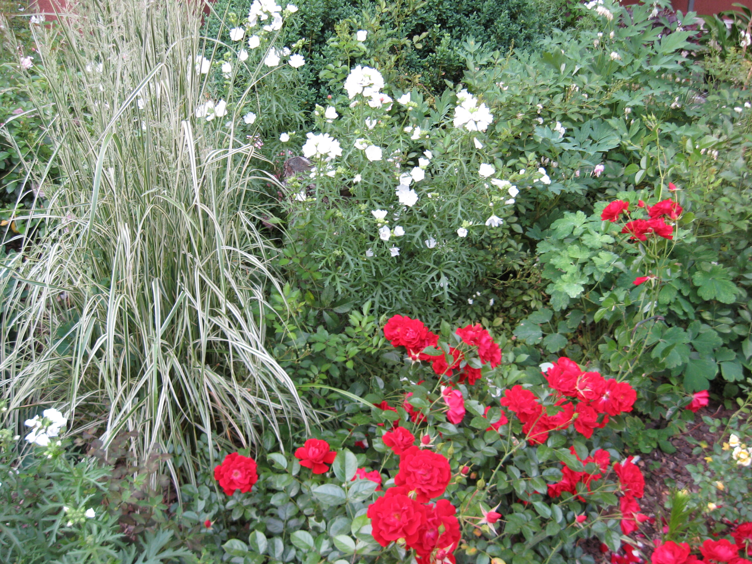 ŚLAZ PIŻMOWY BIAŁY- MALVA MOSCHATA - obrazek 4