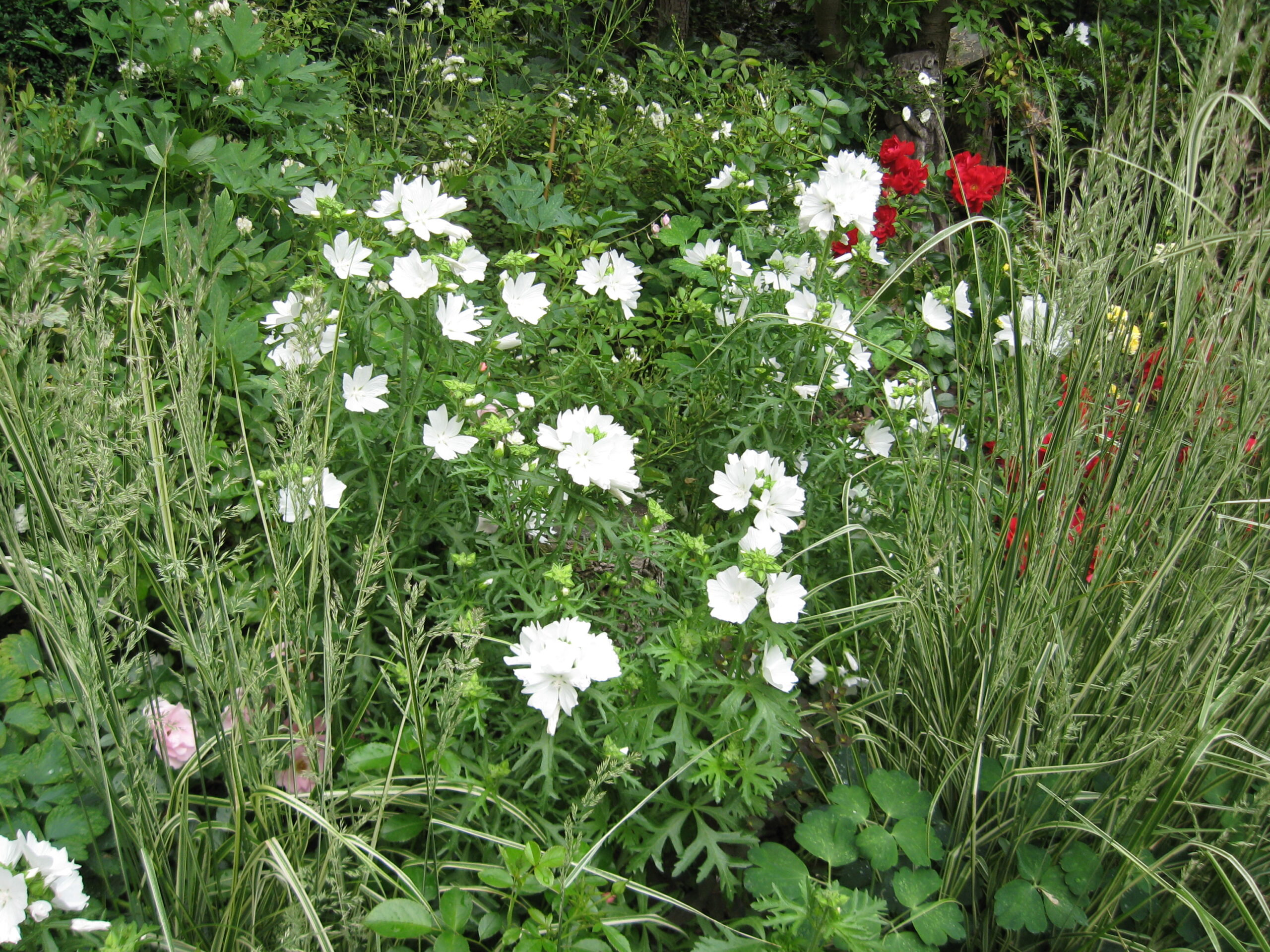ŚLAZ PIŻMOWY BIAŁY- MALVA MOSCHATA - obrazek 5