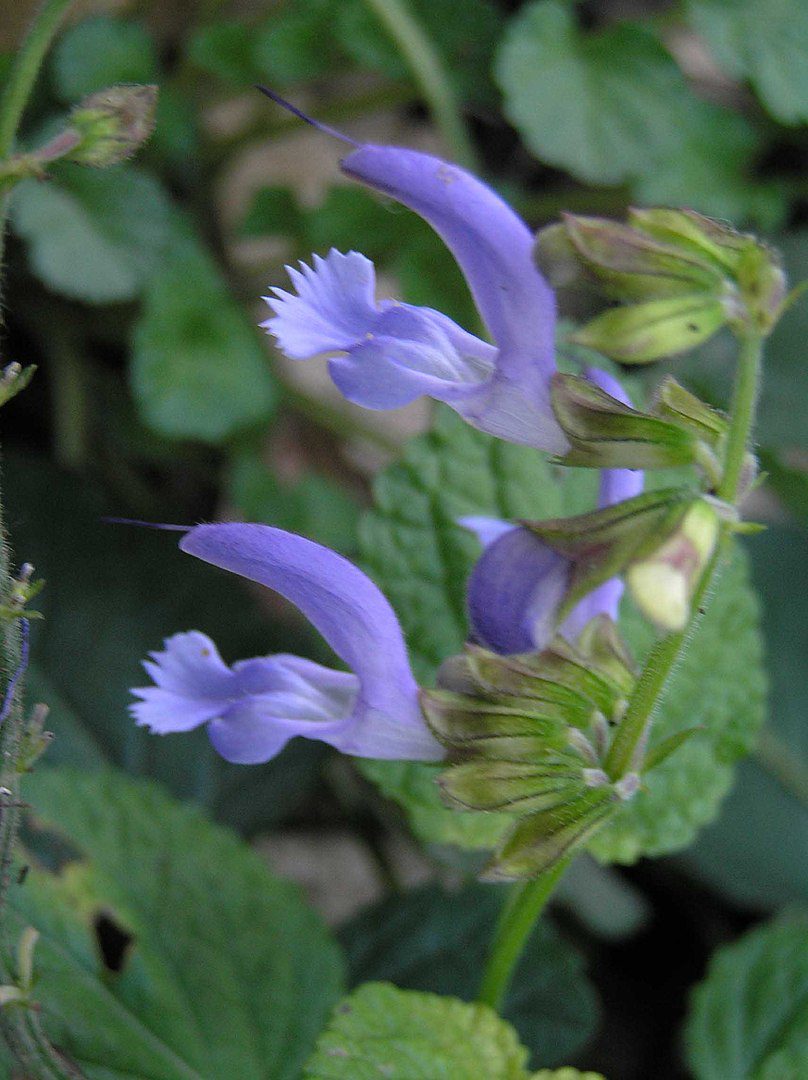 SZAŁWIA CZERWONOKORZENIOWA OCHRONA SERCA- SALVIA DANSHEN - obrazek 2