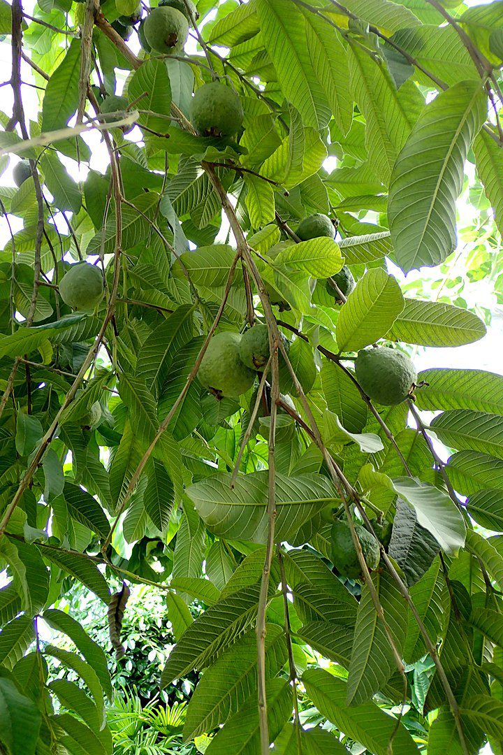 GUJAWA POSPOLITA - GRUSZKA GWINEJSKA- PSIDIUM GUAJAVA - obrazek 2