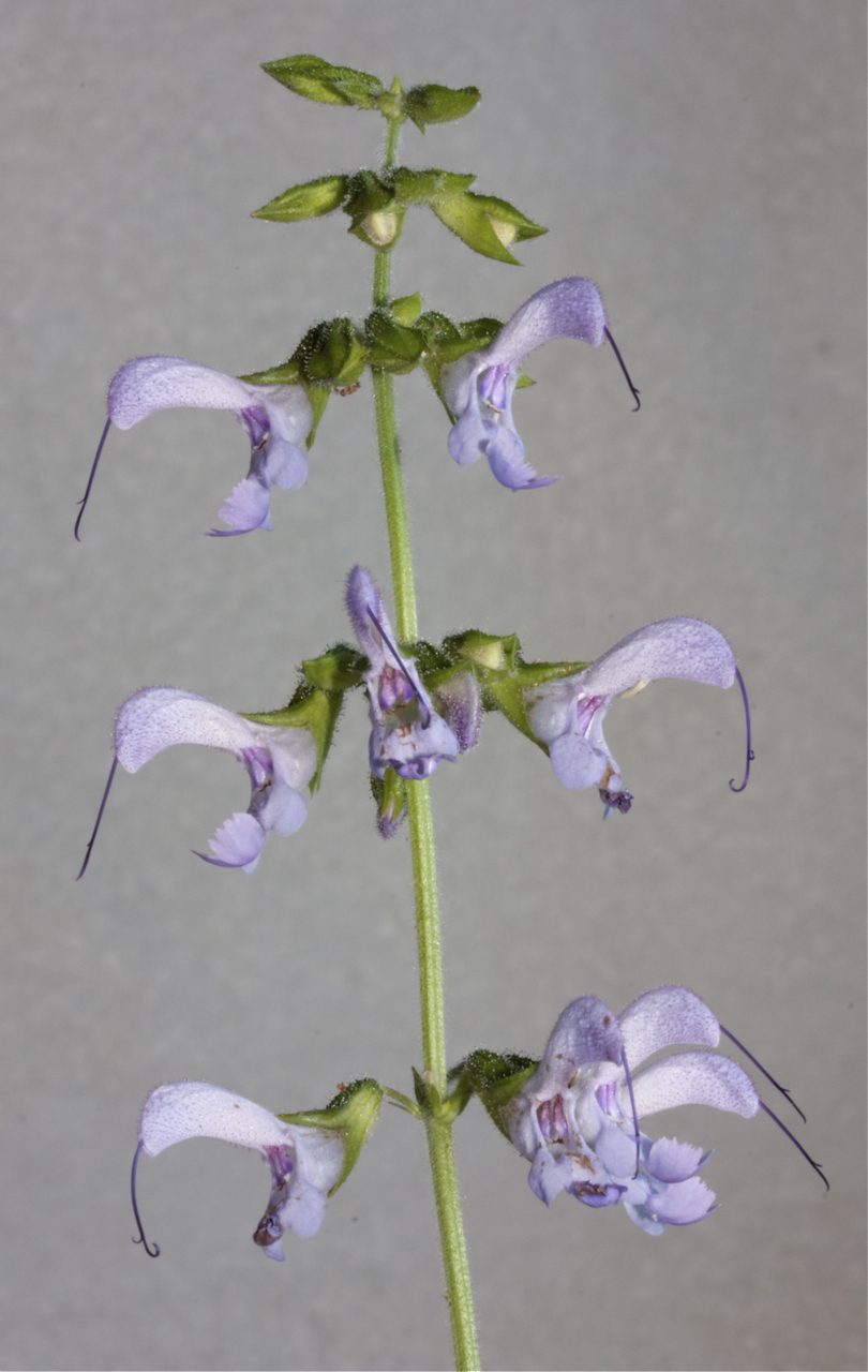 SZAŁWIA CZERWONOKORZENIOWA OCHRONA SERCA- SALVIA DANSHEN - obrazek 3