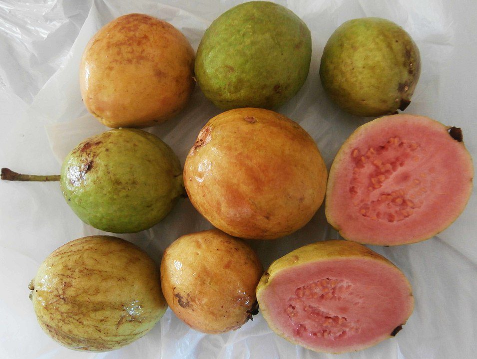 GUJAWA POSPOLITA - GRUSZKA GWINEJSKA- PSIDIUM GUAJAVA - obrazek 3