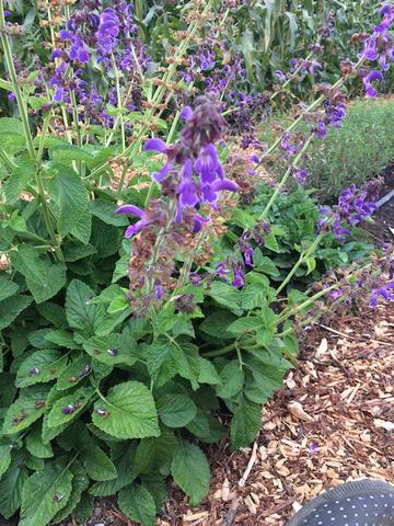 SZAŁWIA CZERWONOKORZENIOWA OCHRONA SERCA- SALVIA DANSHEN - obrazek 4