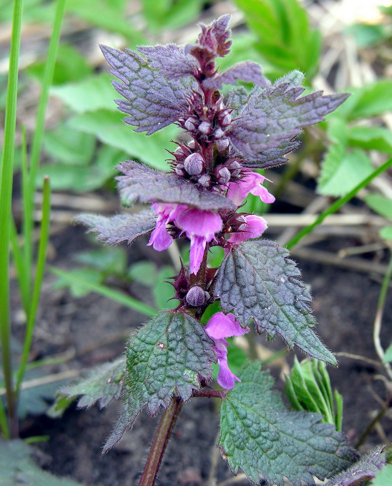 JASNOTA PURPUROWA - LAMIUM PURPUREUM