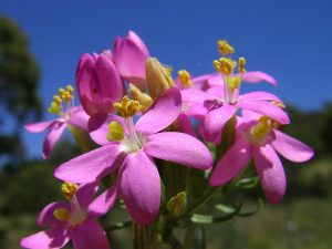 TYSIĄCZNIK - PODLECZY WĄTROBĘ -CENTAURIUM ERYTHRAEA
